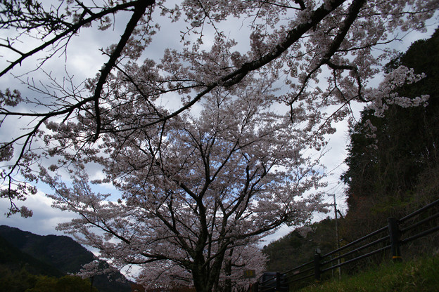 写真: 川代公園の桜_05