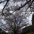 写真: 川代公園の桜_05