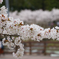 写真: 川代公園の桜_07