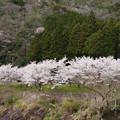 川代公園の桜_10
