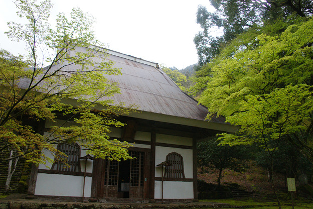 高源寺　仏殿の新緑