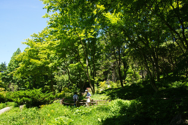 写真: 新緑の高山植物園