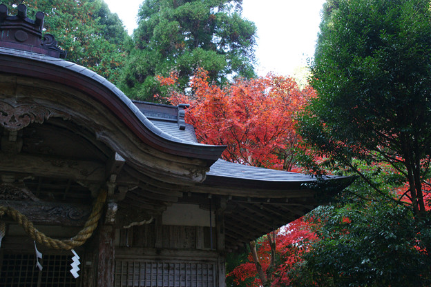 写真: 稲荷神社の紅葉_01