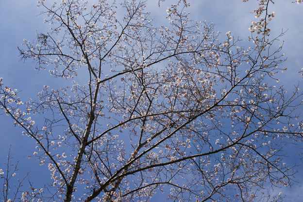 写真: さくら園の桜_02