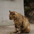 写真: 尾道の猫