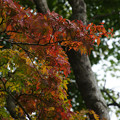 写真: 秋草の小径　紅葉_01