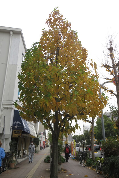 写真: 街路樹　モクレンの黄葉_01
