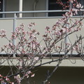 名谷　桜咲き始める_03