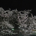 名谷駅バス停　夜桜満開