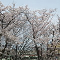 名谷駅　バス停の桜満開_06