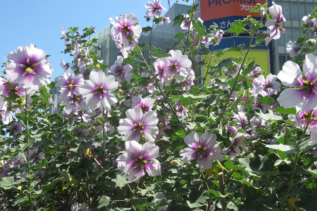 交通センタービル前の花