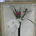 名谷駅　春の花１４_01