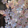写真: アトリエうたの桜・さくら_02