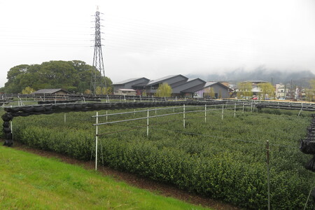 宇治川沿いの茶畑