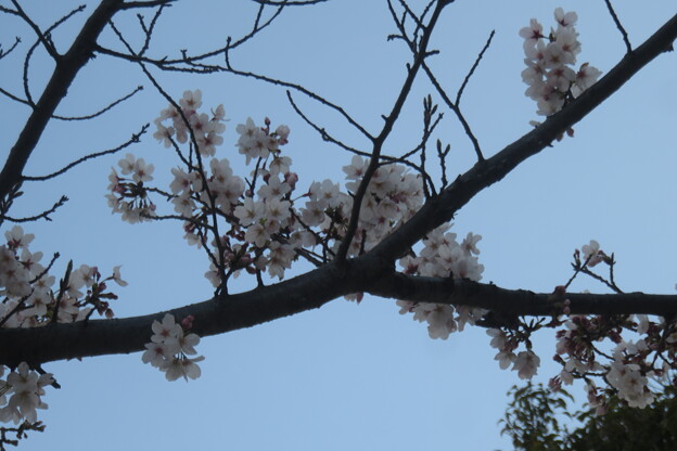写真: ＵＲ名谷の桜_01