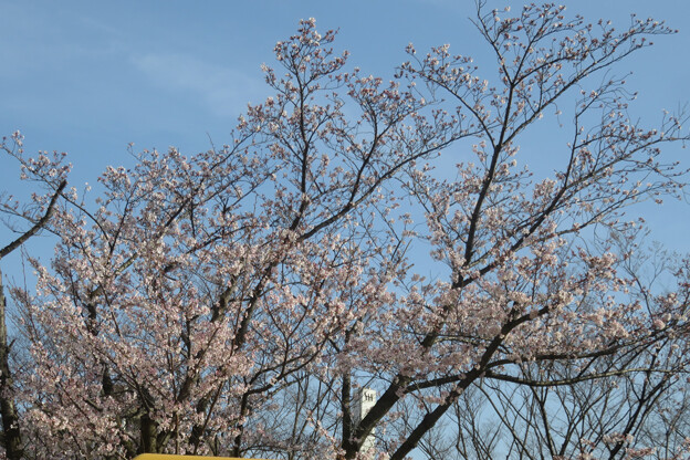 写真: 名谷駅前の桜_02