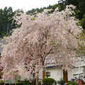写真: 第三番 真楽寺　枝垂桜