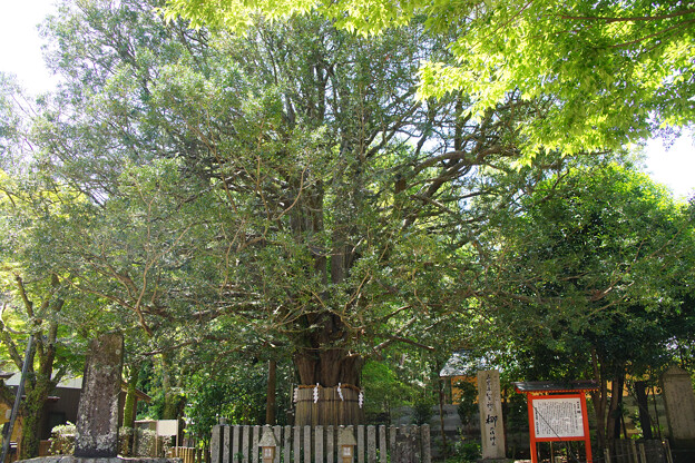 写真: 熊野速玉大社　梛の大樹