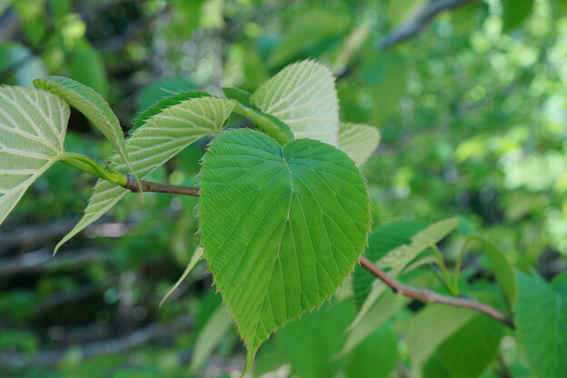 写真: 天津の森のハンカチノキの葉