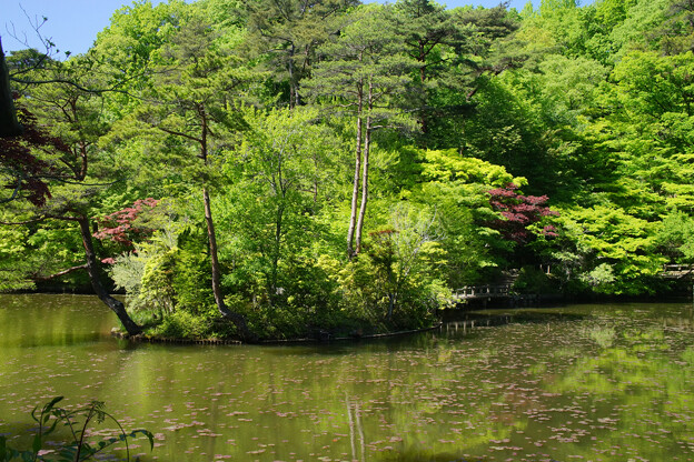 写真: 長谷池の新緑