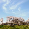 写真: 春の昼下がりの桜の木の下で、