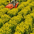 写真: 働くおじさん　春　黄色い花畑