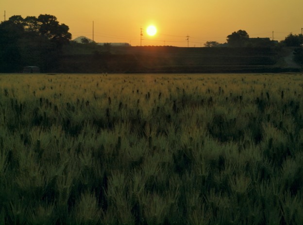 写真: 朝陽と麦畑