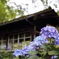 写真: 紫陽花と駅待合室