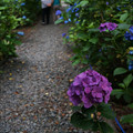 写真: 紫陽花の小道