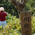 写真: 川股さんの木