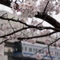 写真: 桜とモノレール