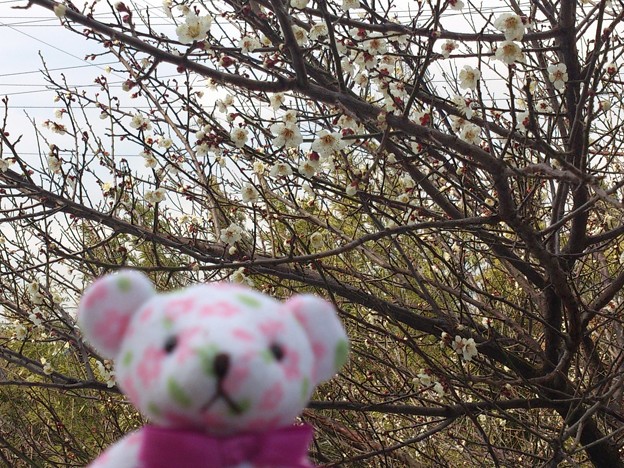 写真: 梅は〜咲いたか〜桜は〜まだかいな〜♪ by サクラベア ⊂(^(エ)^)⊃