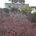 写真: 大阪城‥ちょっとだけ梅コラボ