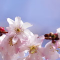 写真: 桜咲く‥