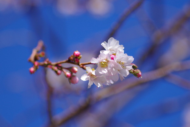 写真: 冬に咲く桜