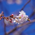 写真: 冬に咲く桜