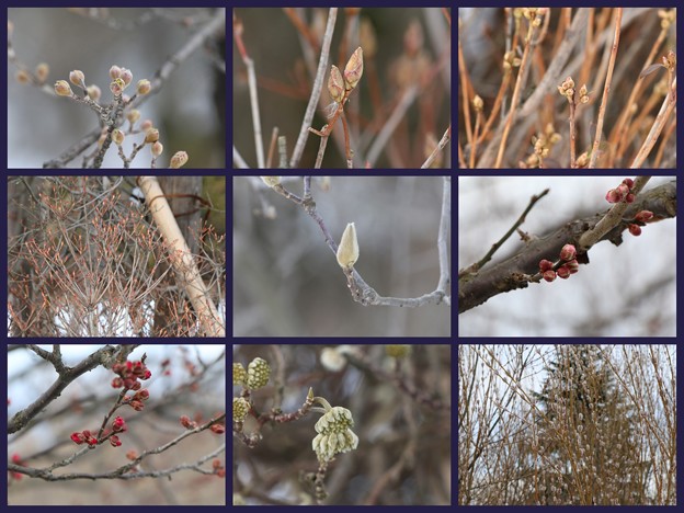 写真: 春よ来い、早く来い 2014-02-11 17-29-30