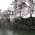 写真: 富山城と桜 IMG_4685