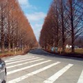 写真: 恋人の聖地・メタセコイヤの並木道(冬)雪なし