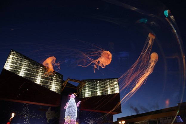 写真: 空飛ぶ水母
