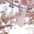 写真: 造幣局桜の通り抜け３
