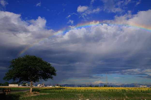 写真: 青空と虹