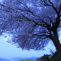 ☆月光の山桜