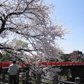 写真: 赤い橋と桜