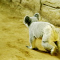写真: 躍動感のあるコアラ
