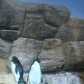 写真: ペンギンパラダイス