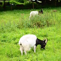 写真: goats