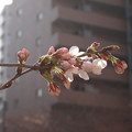写真: 街に咲く花