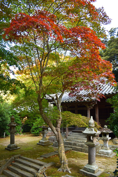 写真: 秋の成相寺