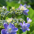 写真: 青色の「ガク咲きアジサイ」
